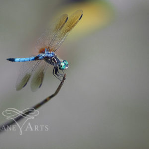 Blue Dragon Dragonfly