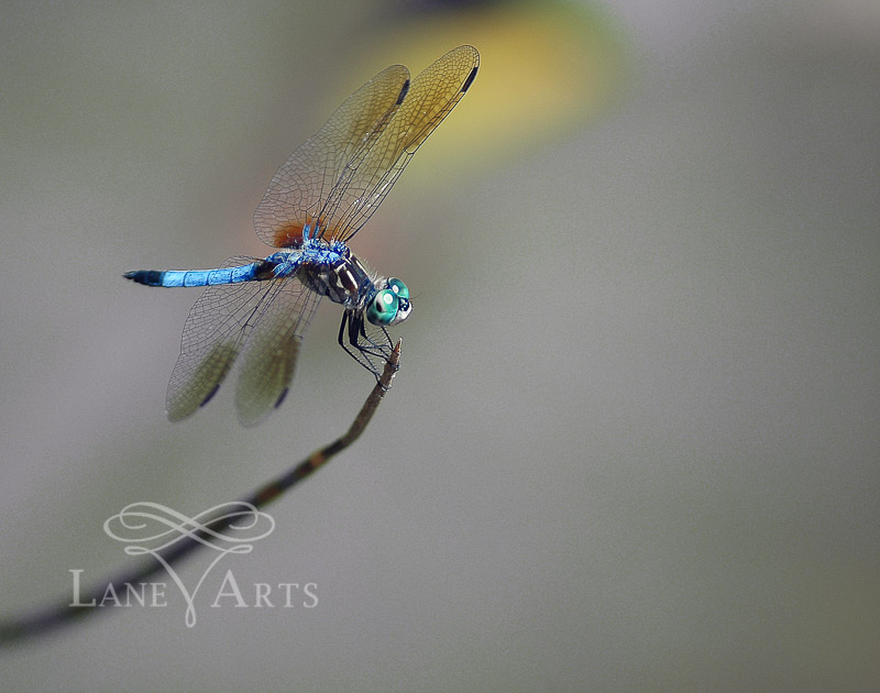 Blue Dragon Dragonfly